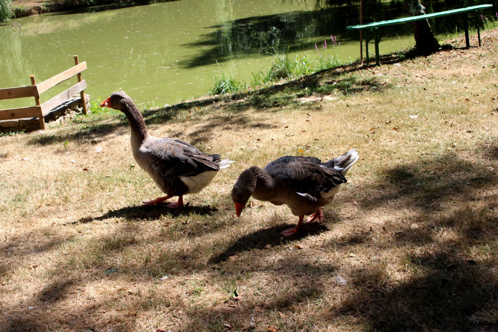 IMG_4358