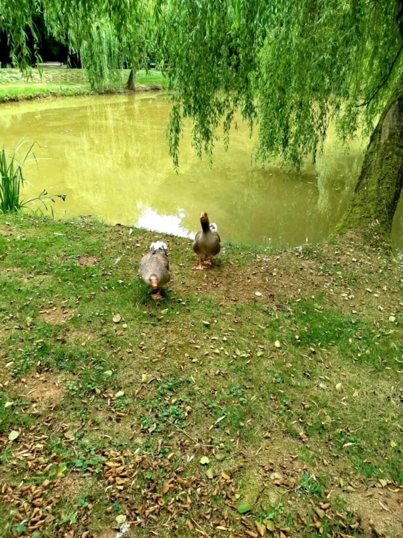 oRYT0VDb